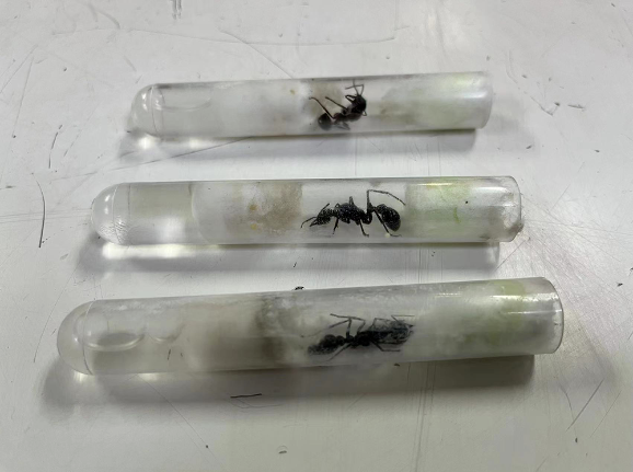 kaiyun登录入口登录毒性强烈、性情凶暴上半年上海海关截获“异宠”1094只