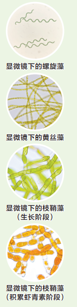 开云揭秘中国石化环保“百宝箱”对付废塑料、废气、废水都不在话下(图5)