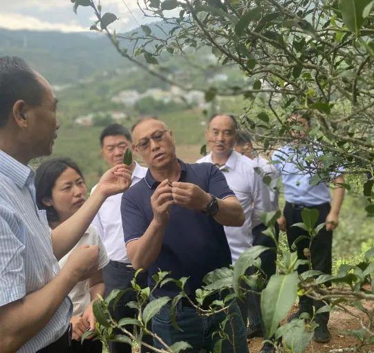 Kaiyun云南省农科院茶叶研究所所长何青元：将普洱茶做成第七大茶类