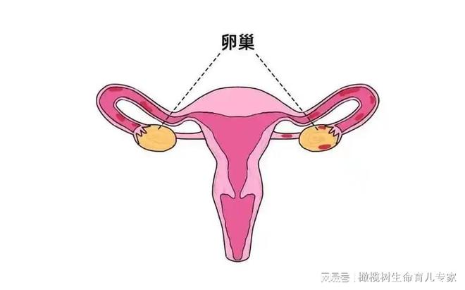 kaiyun登录入口登录女性如何预防卵巢早衰？