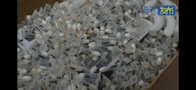 Kaiyun生性凶猛集体作战繁殖能力强 979只野蛮收获蚁入境被查获(图4)