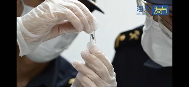 Kaiyun生性凶猛集体作战繁殖能力强 979只野蛮收获蚁入境被查获