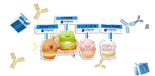 开云(中国)Kaiyun官方网站管坤良教授解读Hippo信号通路在器官大小调控和