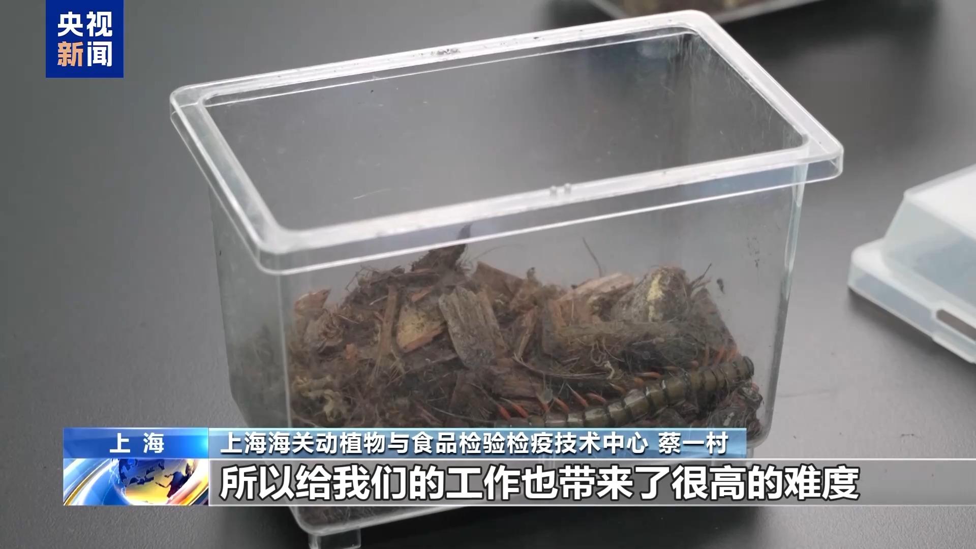 Kaiyun36只蜈蚣闯关？上海海关拆穿“塑料摆件”陷阱(图9)
